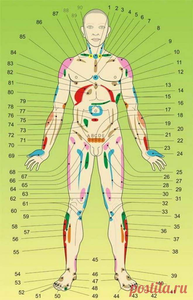 ВНУТРЕННИЕ ОРГАНЫ НА ТЕЛЕ ЧЕЛОВЕКА. АКУПУНКТУРНЫЕ ТОЧКИ. 

Проекционные зоны внутренних органов на теле человека. 
Акупунктурные точки на голове и стопах. 
Важно знать!
Вид спреди:


1. Нарушения щитовидной железы. Представительство находится в яремной выем…
