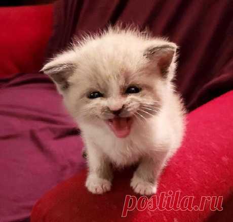Женщина приютила котенка и сфотографировала его: малыш быстро обрел популярность