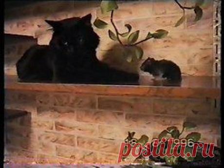 Видео в рубрике: &quot;Наши домашние животные&quot;