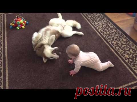 Хаски мило играет с младенцем / Малютка