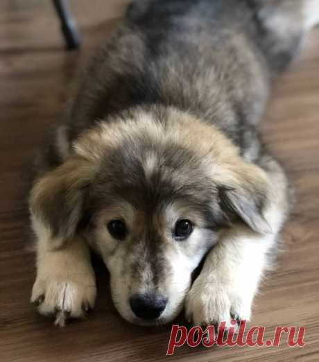 Щенки-метисы, которые взяли от своих родителей только лучшее / Питомцы