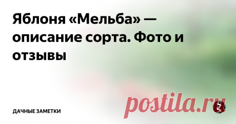 Яблоня «Мельба» — описание сорта. Фото и отзывы Яблоня «Мельба» — сорт канадской селекции, причем довольно старый. Он выведен еще в 1898 году и получил свое название в честь знаменитой в те времена оперной певицы из Австралии Нелли Мельба. Выведенный в позапрошлом столетии сорт показал настолько впечатляющие качества, что его выращивают и в наши дни, причем не только в Канаде, но и в Европе, и в странах бывшего СССР. В том числе в России и на У