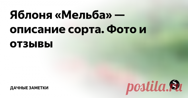 Яблоня «Мельба» — описание сорта. Фото и отзывы Яблоня «Мельба» — сорт канадской селекции, причем довольно старый. Он выведен еще в 1898 году и получил свое название в честь знаменитой в те времена оперной певицы из Австралии Нелли Мельба. Выведенный в позапрошлом столетии сорт показал настолько впечатляющие качества, что его выращивают и в наши дни, причем не только в Канаде, но и в Европе, и в странах бывшего СССР. В том числе в России и на У