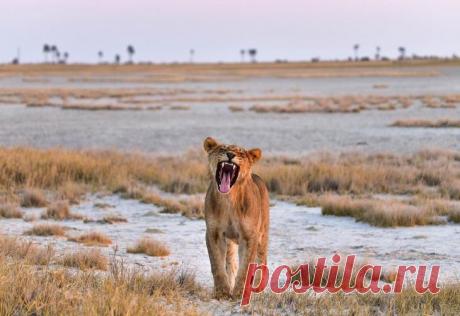 Дикие животные Африки на снимках Стивена Довера
