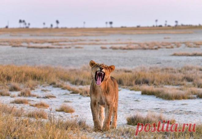 Дикие животные Африки на снимках Стивена Довера