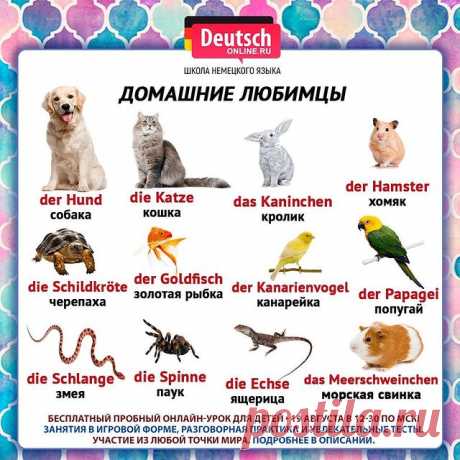 🇩🇪Вашему ребенку предстоит учить немецкий язык в новом учебном году? В школе мало часов занятий?
🤯 Из-за перехода на дистанционку “просел” немецкий? Учитель плохо объясняет и ребёнок "плавает" в грамматике?
⠀
🔥 Запишите своё чадо на бесплатный пробный онлайн-урок - 19 августа в 12:30 по мск! 
⠀
📩Напишите нам в личные сообщения "хочу на детский бесплатный урок" и менеджер ответит на все вопросы и запишет вашего ребёнка!
⠀
😉 Немецкий интересно и без скучных домашек!? Э...