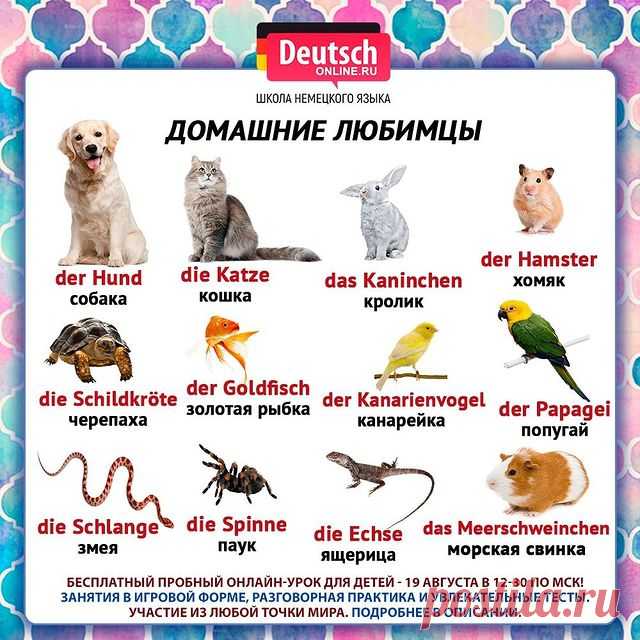 🇩🇪Вашему ребенку предстоит учить немецкий язык в новом учебном году? В школе мало часов занятий?
🤯 Из-за перехода на дистанционку “просел” немецкий? Учитель плохо объясняет и ребёнок 