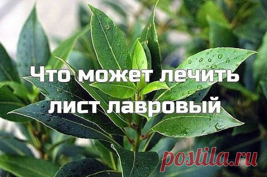 Лечимся лавровым листом