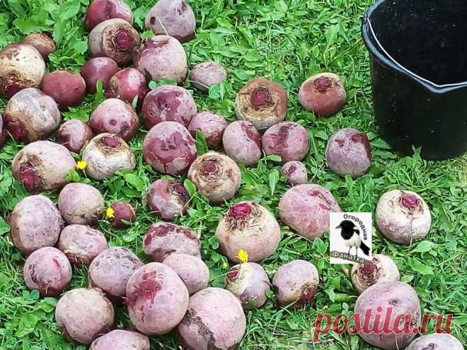Хранение свеклы и моркови на зиму. Как храним мы. Способы хранения свеклы от моих читателей