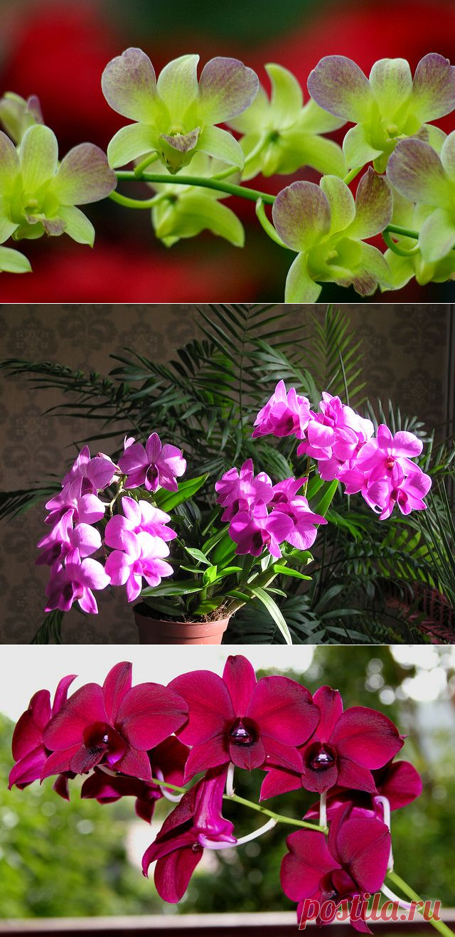 Дендробиум фаленопсис: фото, рекомендации по уходу | flori-da.ru