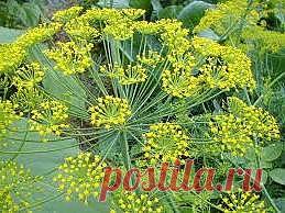 Укроп_полезные_свойства | Рецепты народной медицины