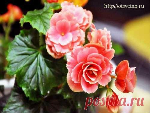 Выставка комнатных цветов «Осенний вальс» проходит в Иркутске