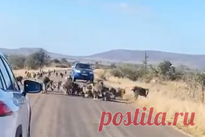 Леопард охотился на бабуинов и сам стал их добычей. В ЮАР группа бабуинов напала на леопарда посреди дороги. Автор видео Рики де Фонсека заснял его во время поездки на автомобиле, когда заметил рядом с обочиной охотящегося леопарда. Всего за несколько дней видео набрало больше 300 тысяч просмотров и около 500 комментариев.