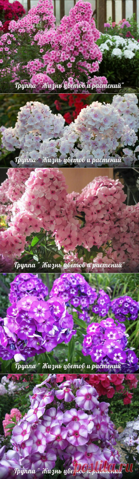 ⭐⭐⭐ Флоксы в саду-шесть причин вырождения.