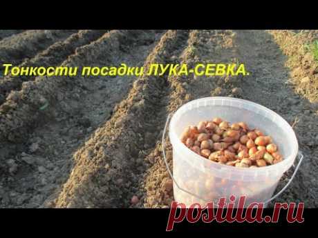 Тонкости посадки лука-севка.