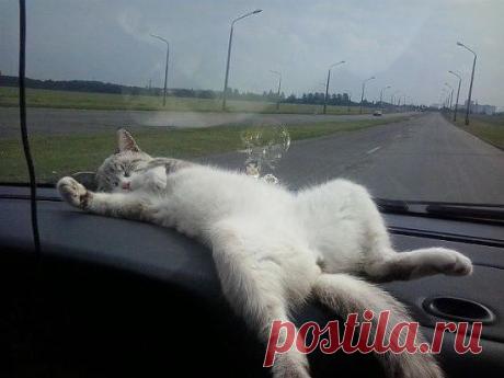 Едем с дачи!