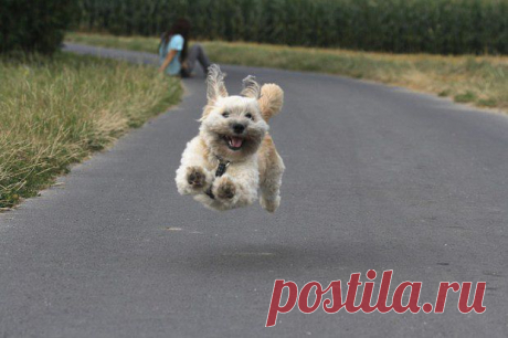 Летящей походкой...