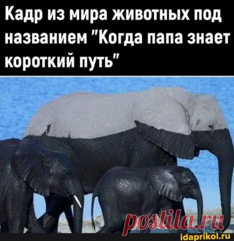 Кадр из мира животных под названием "Когда папа знает короткий путь" - ) / АйДаПрикол .)