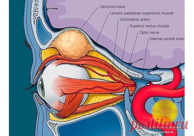 ИДЕАЛЬНОЕ ЗРЕНИЕ - ГИМНАСТИКА БЕЙТСА.
Как быстро восстановить зрение: Комплекс упражнений глазной гимнастики БЕЙТСА. За 3 – 4 месяца можно улучшить зрение на 2 – 3 диоптрии!
Гимнастику лучше выполнять не раньше чем через час после еды.
Делать один раз в день по 10 минут.
Выполнять без очков.
За 3 – 4 месяца можно улучшить зрение на 2 – 3 диоптрии.
Упражнения делаются медленно, спокойно, с размеренным спокойным дыханием.
Гимнастика выполняется стоя, но можно и сидя.
Во всех...
