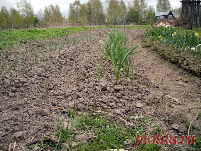 9 способов борьбы с сорняками | Огород без хлопот