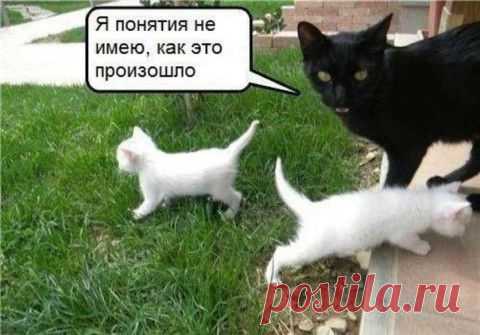 Фотографии сайта «Обхохочешься»