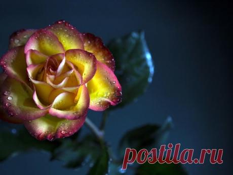 Письмо «сообщение Schamada : Цветочные обои на раб.стол. (07:38 12-06-2015) [3907317/364256692]» — Schamada — Яндекс.Почта