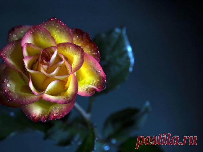 Письмо «сообщение Schamada : Цветочные обои на раб.стол. (07:38 12-06-2015) [3907317/364256692]» — Schamada — Яндекс.Почта