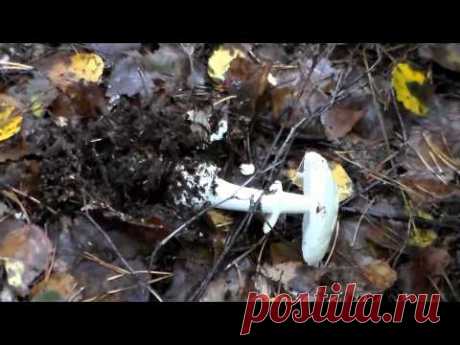 несъедобные грибы - бледная поганка (как отличить от сыроежки)