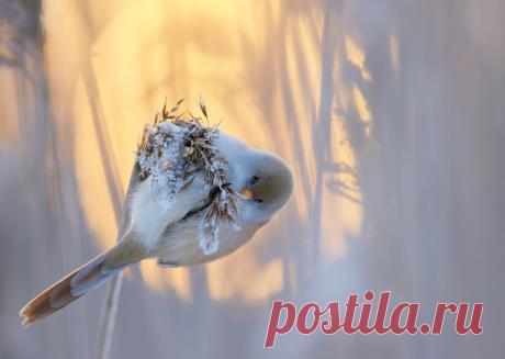 Победители «птичьего» конкурса Bird Photographer of the Year 2017 | ФОТО НОВОСТИ
