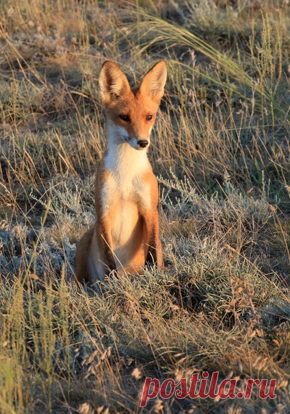 Удивление степной лисицы-корсака (Vulpes corsac) в объективе Владимира Бочковского: nat-geo.ru/community/user/178754