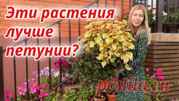 Черенкую и сохраняю до весны. Как сохранить однолетники зимой | Волшебная грядка Марины Шевляковой | Дзен