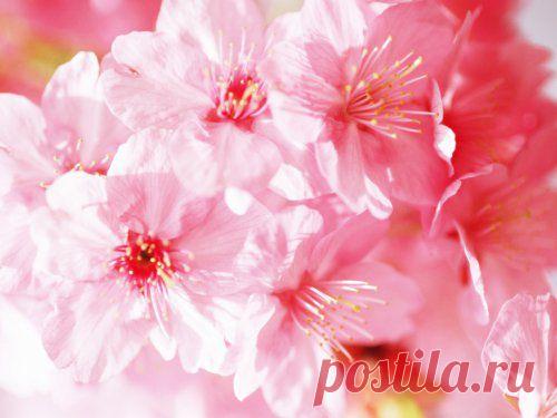 картинки цветов красивые - 464 тыс. картинок. Поиск@Mail.Ru