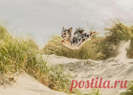 Лучшие фотографии собак 2018 года от National Geographic