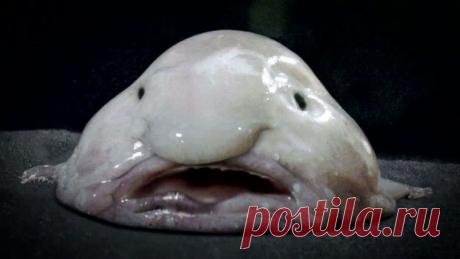 11 претендентов на звание самого уродливого животного на планете / bigpicture.ru / Surfingbird.ru