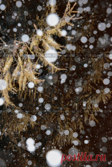 Close-up of frozen tree branches at snowy winter night, abstract nature pattern background Стоковое фото, фотограф Ilaronsia / Фотобанк Лори