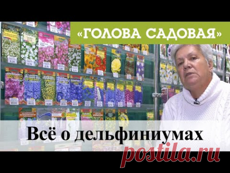 Голова садовая - Всё о дельфиниумах