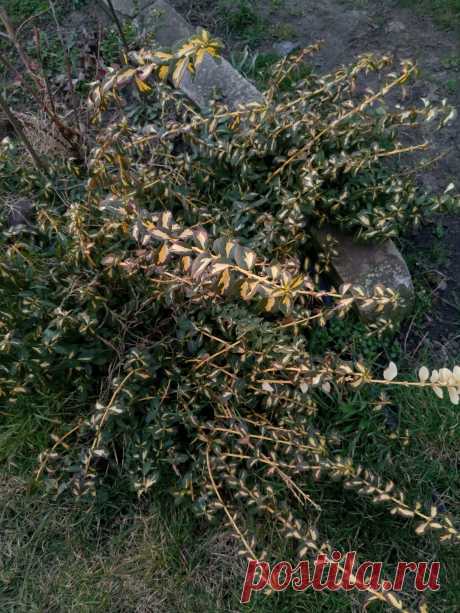 Бересклет Форчуна «Солнечное пятно» (Euonymus fortunei «Sunspot»)