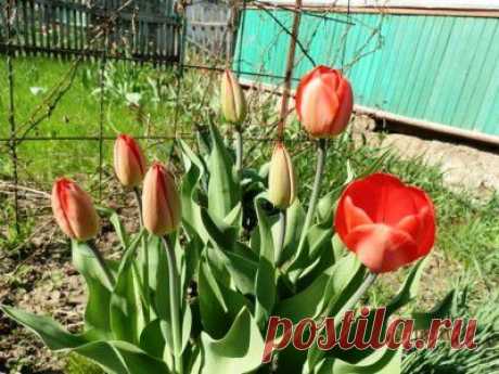 Посадка тюльпанов осенью | 6 соток