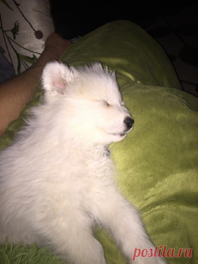 Фотографии самоедов, которые оставили отпечаток лапы на наших сердцах