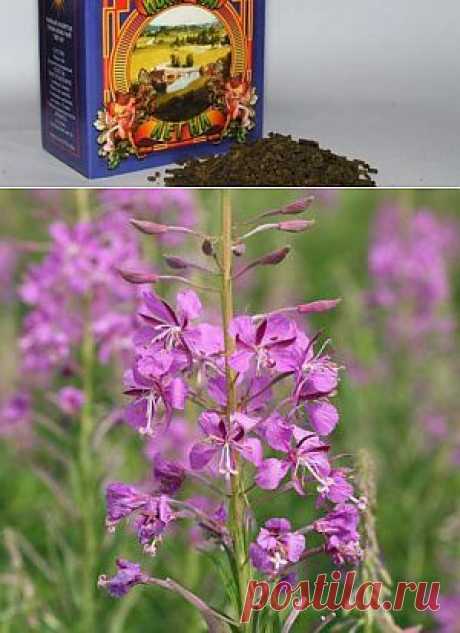 Иван-чай –полезные свойства | Среда обитания