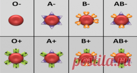 Ваша группа крови раскрывает многое о вашем здоровье! Обратите на это внимание!