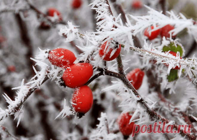 Календарь сезонных работ в саду: декабрь - Planetalsad
