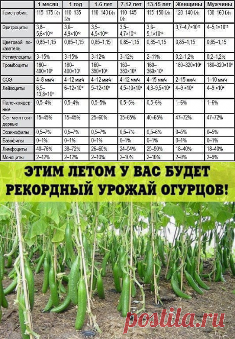 (57) Одноклассники