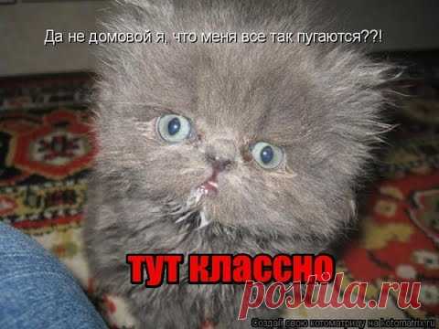 Подбор картинок с кошками — Трикки — тесты для девочек