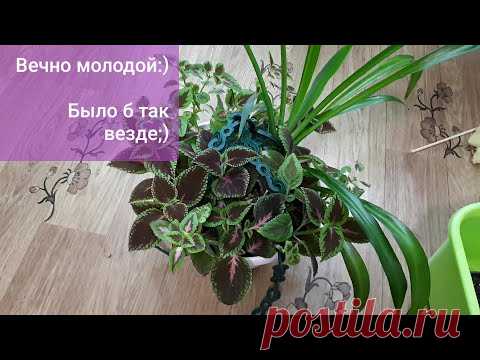 Колеус. Как сохранить молодость) Легко и просто