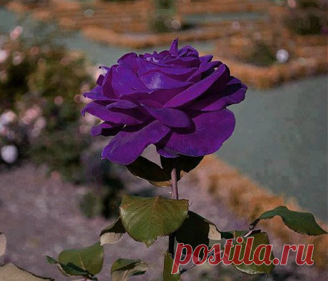 розы