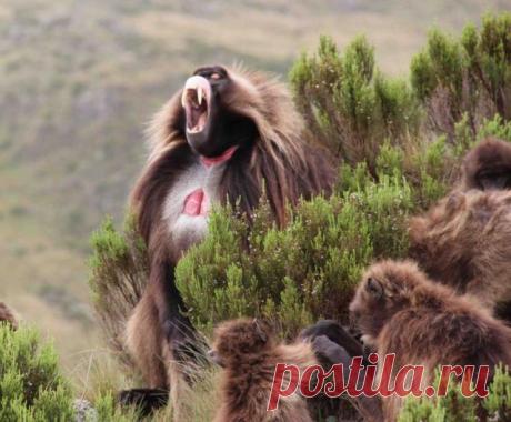 ---ОБЕ-Е-Е-Д  !!!!!