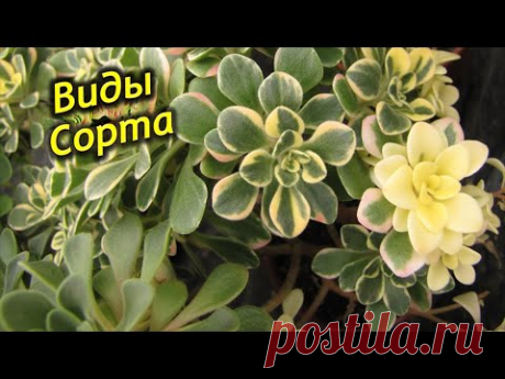 Виды и сорта Аихризона.