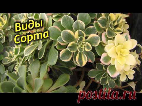 Виды и сорта Аихризона.