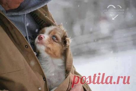 Не бросайте животных, прошу вас, они самые преданные и любят вас независимо от того, кто вы и сколько у вас денег.